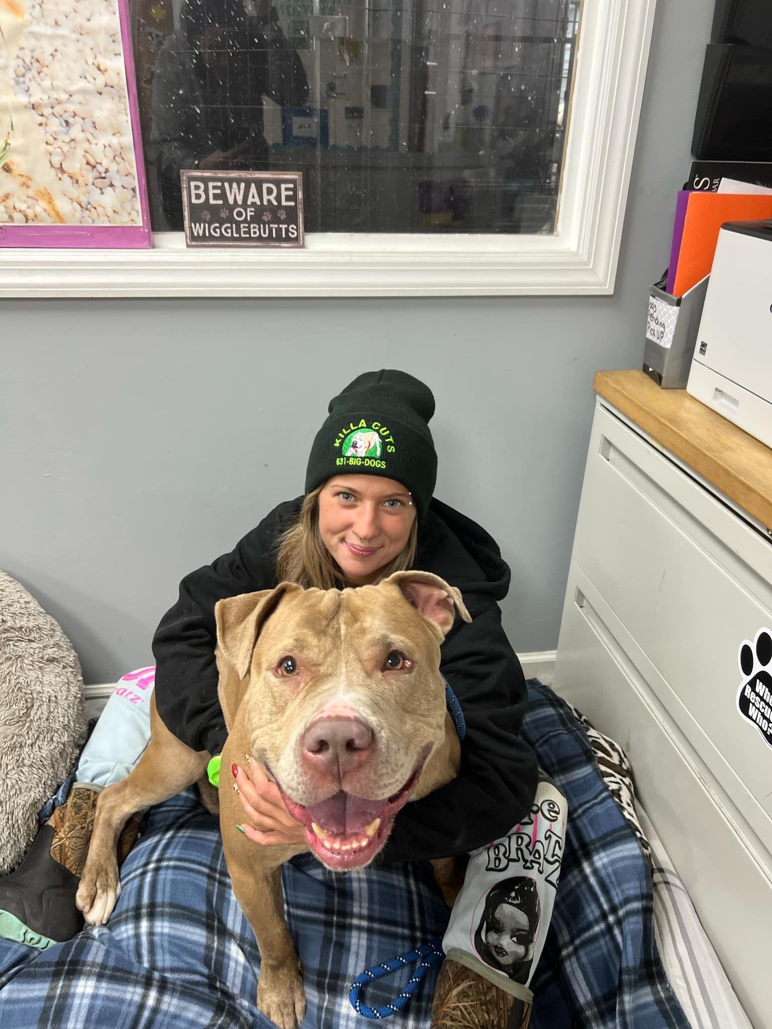 Enlarge Canelo, a Adoptable mixed breed in Medford, NY image 4/6