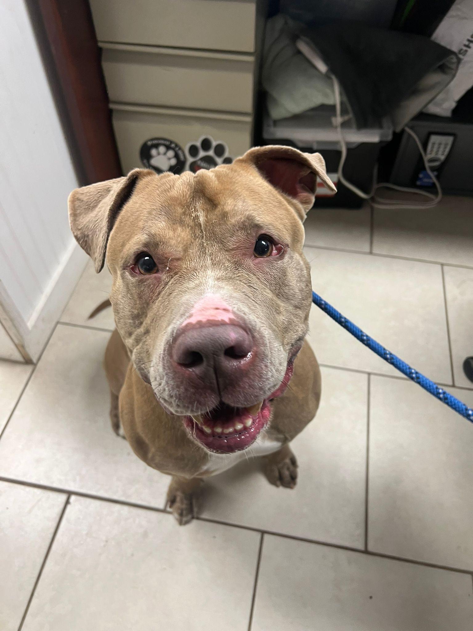 Enlarge Canelo, a Adoptable mixed breed in Medford, NY image 5/6