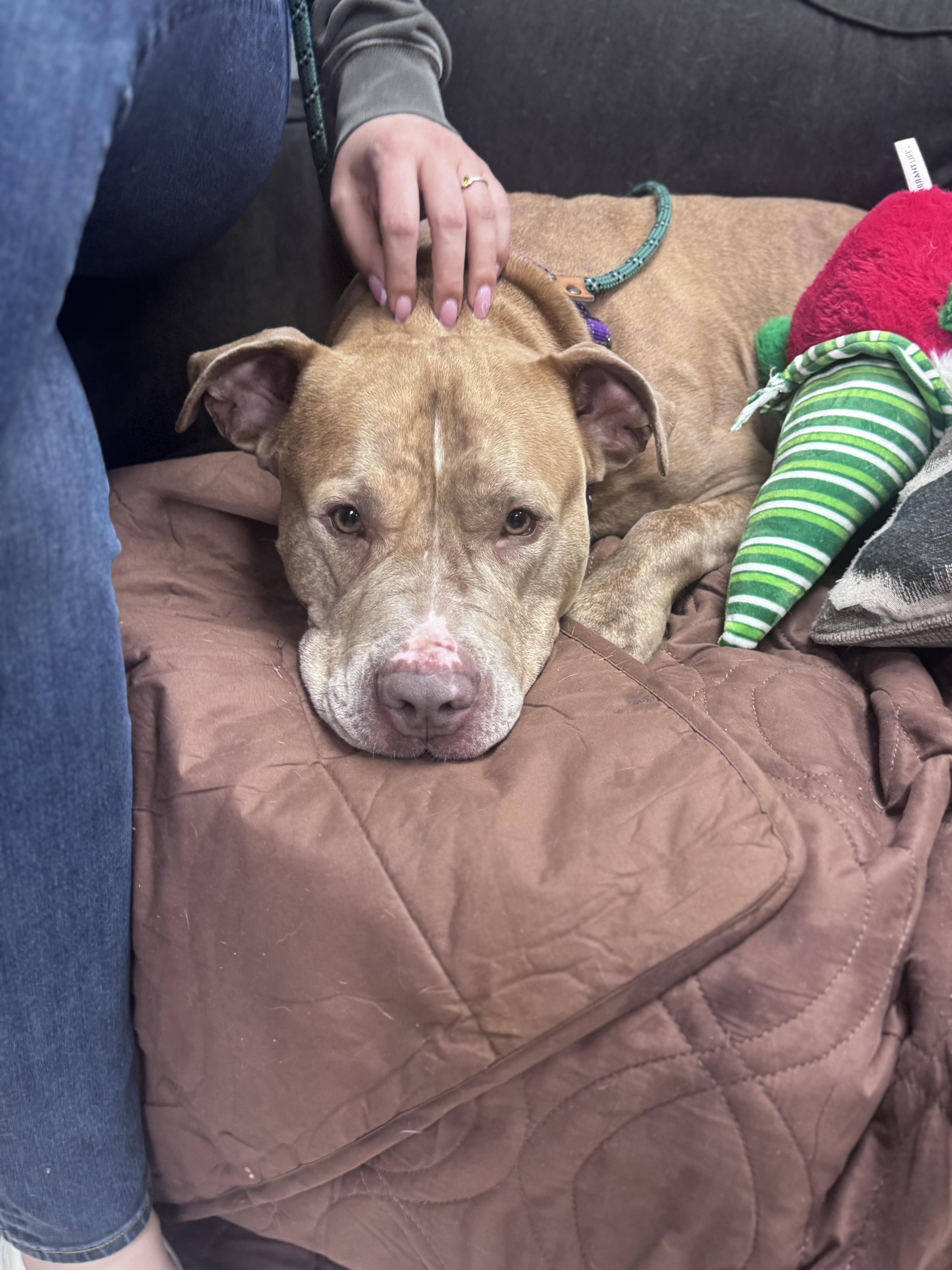 Enlarge Canelo, a Adoptable mixed breed in Medford, NY image 3/6