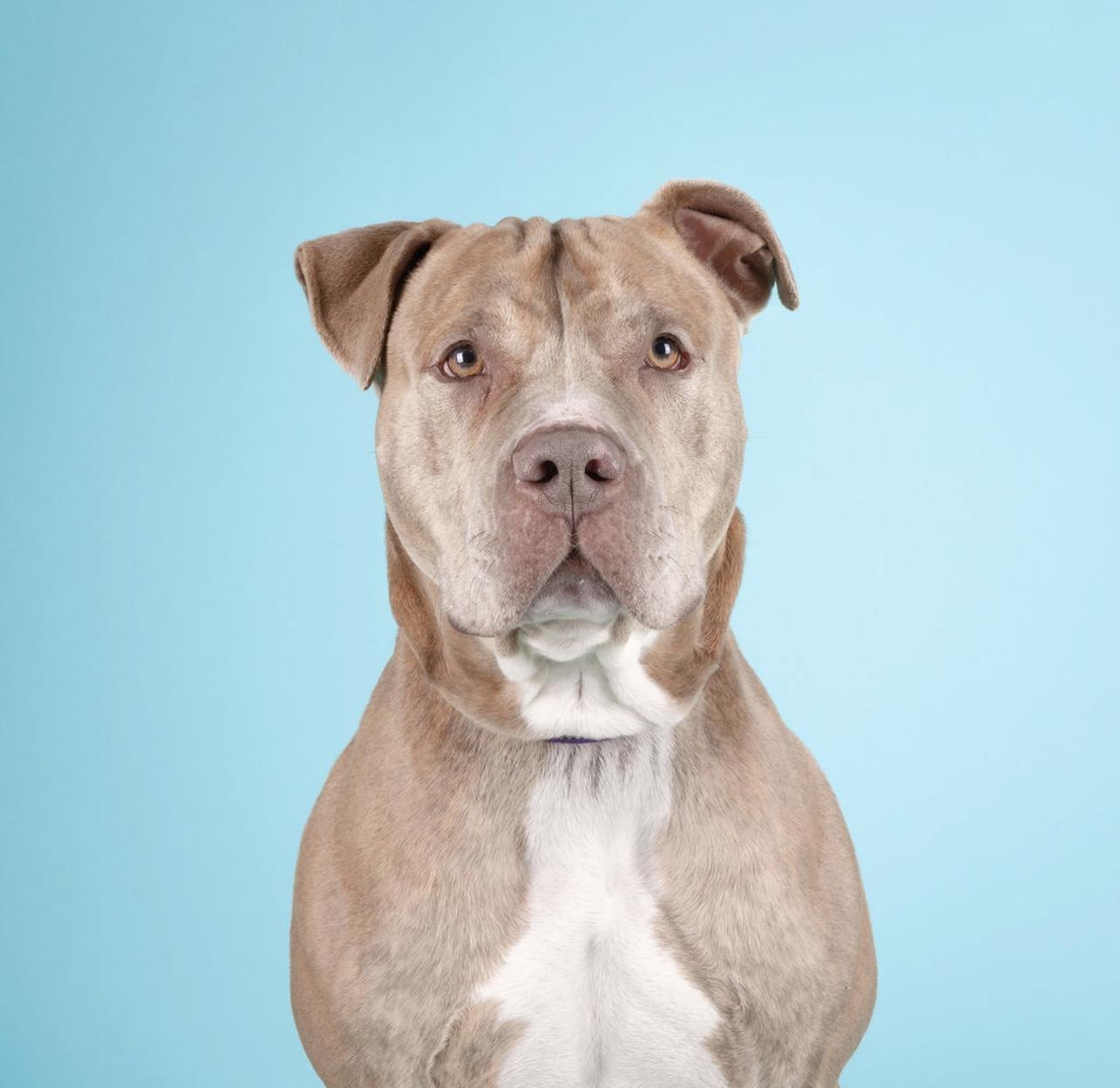 Enlarge Canelo, a Adoptable mixed breed in Medford, NY image 1/6