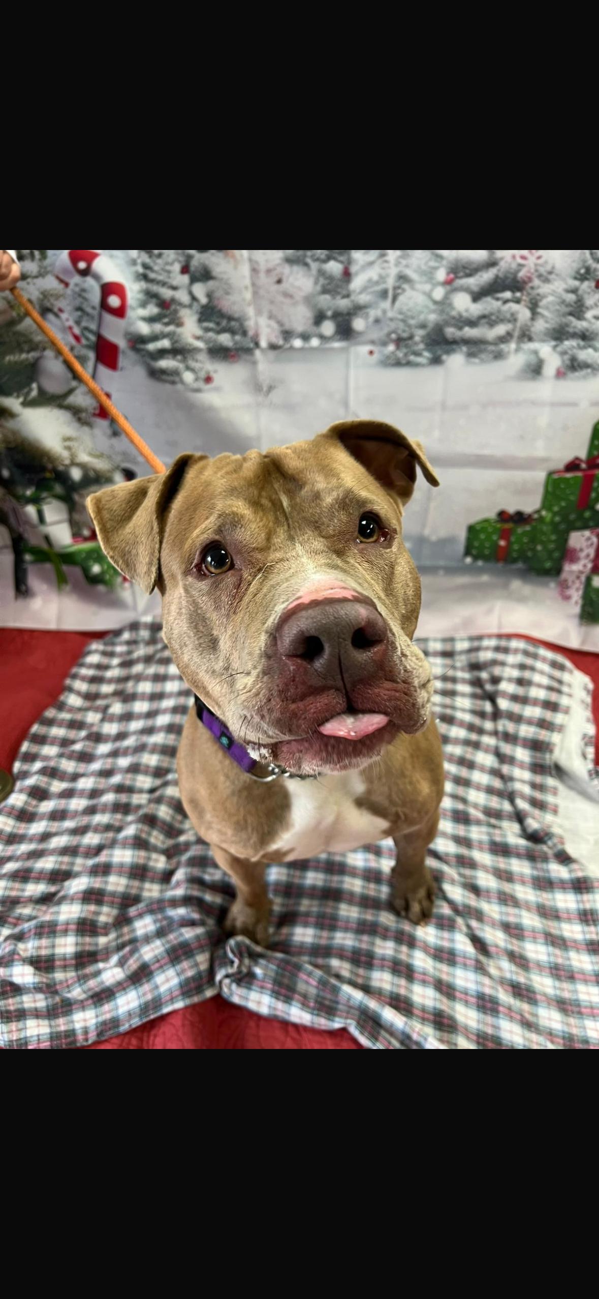 Enlarge Canelo, a Adoptable mixed breed in Medford, NY image 6/6