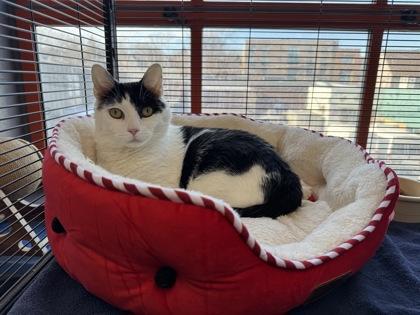 Enlarge Twist, a Adoptable Domestic Short Hair in Montclair, NJ image 1/2