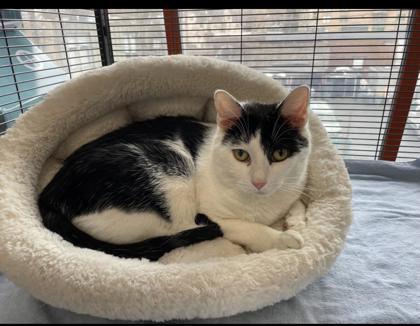 Enlarge Twist, a Adoptable Domestic Short Hair in Montclair, NJ image 2/2