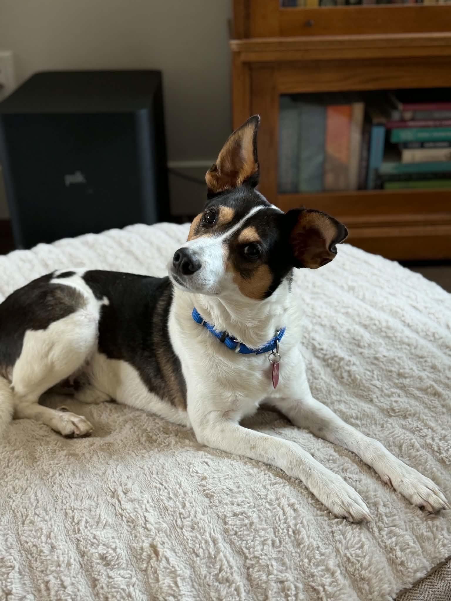 Enlarge Ross, a Adoption Pending Rat Terrier in Eugene, OR image 3/6