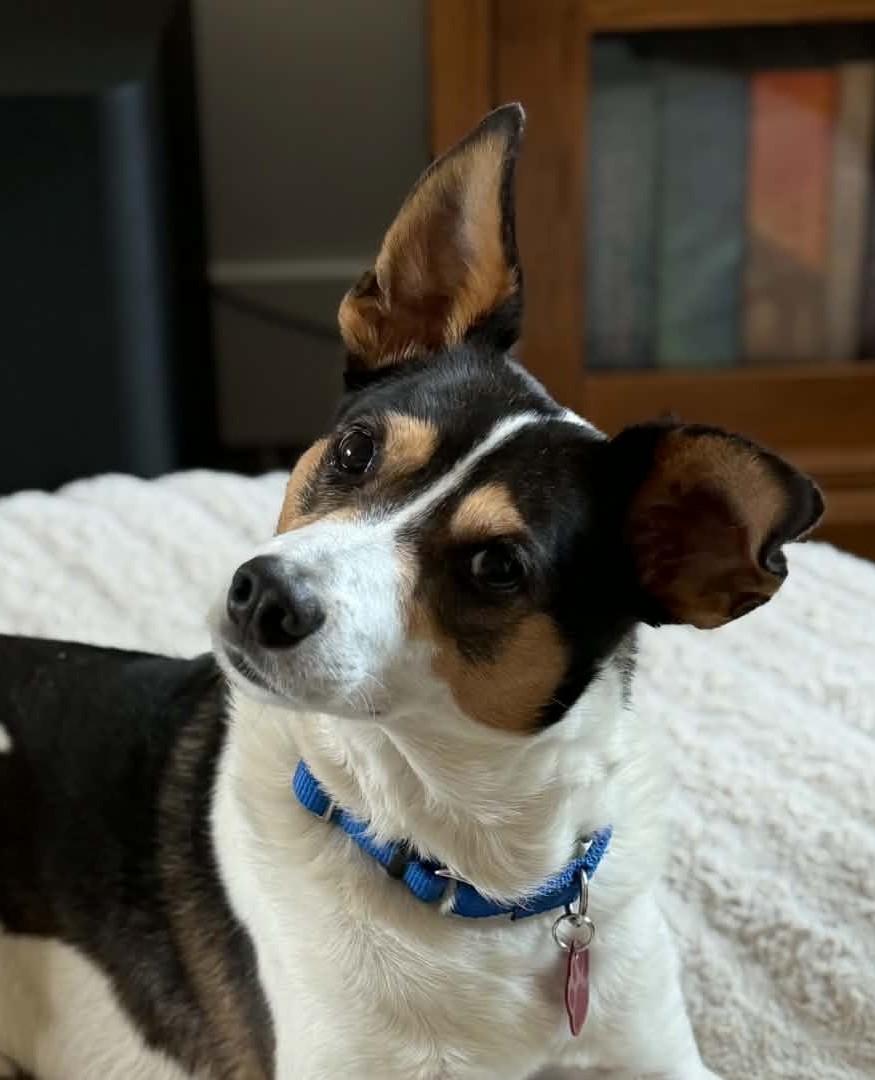 Enlarge Ross, a Adoption Pending Rat Terrier in Eugene, OR image 5/6