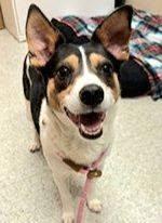 Enlarge Ross, a Adoption Pending Rat Terrier in Eugene, OR image 6/6