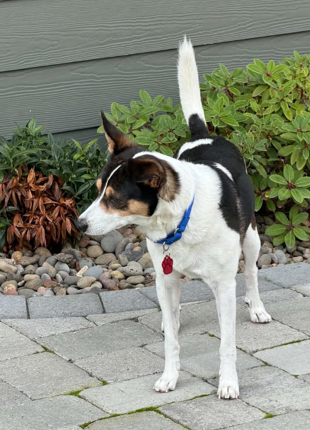 Enlarge Ross, a Adoption Pending Rat Terrier in Eugene, OR image 4/6