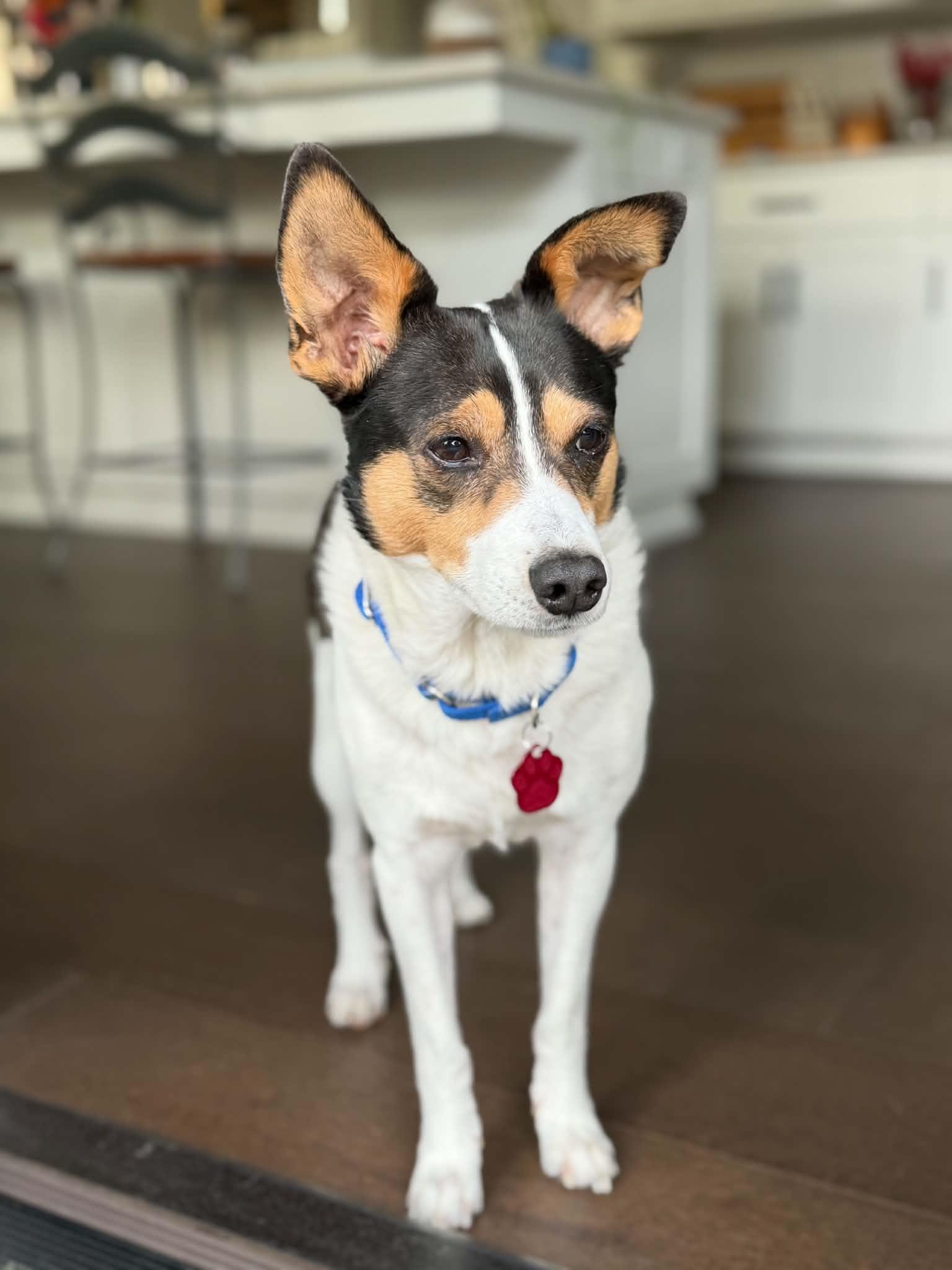 Enlarge Ross, a Adoption Pending Rat Terrier in Eugene, OR image 1/6