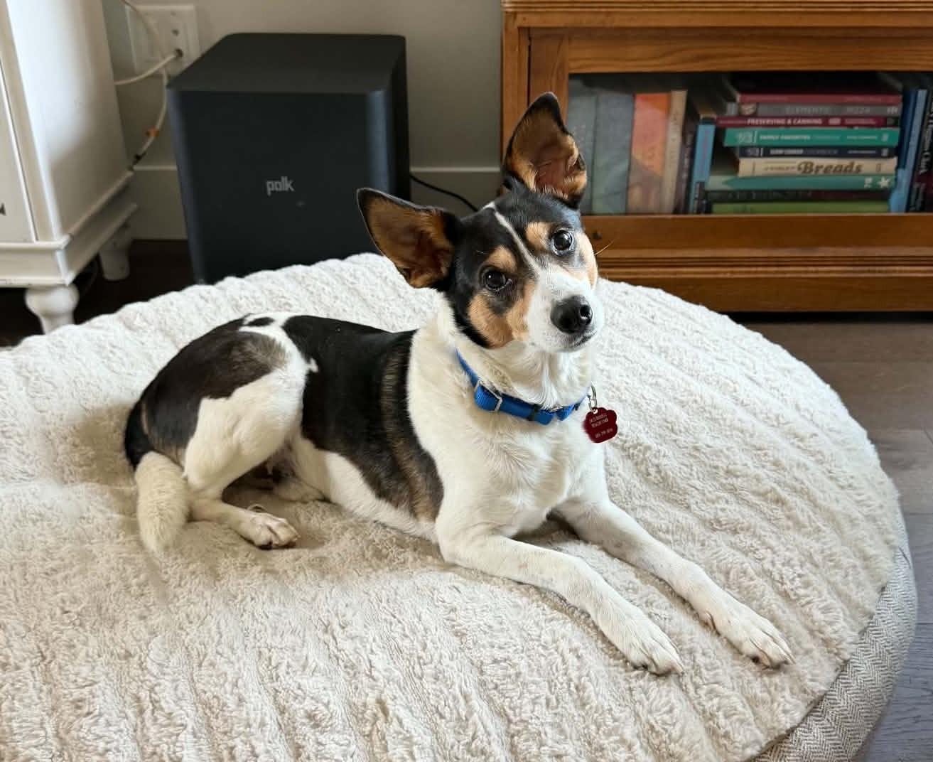Enlarge Ross, a Adoption Pending Rat Terrier in Eugene, OR image 2/6