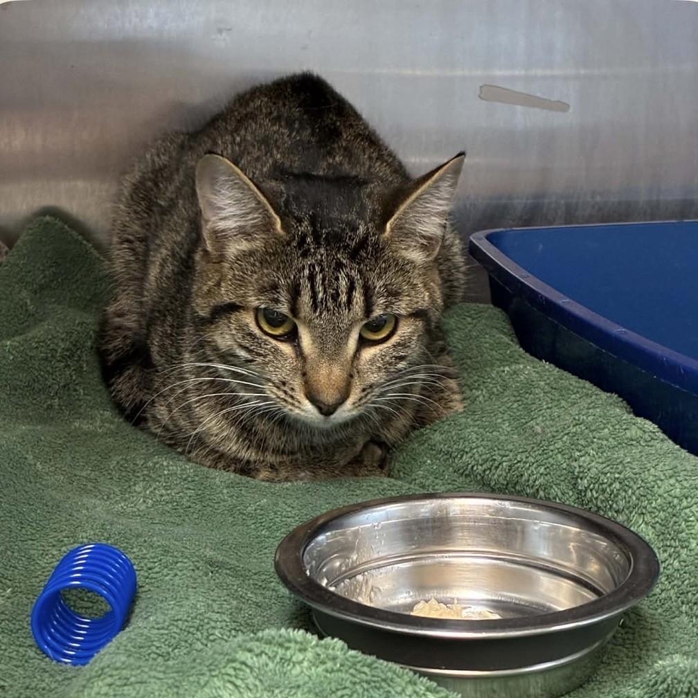 Enlarge Mask, a ADOPTABLE Domestic Short Hair in Attleboro, MA image 2/2