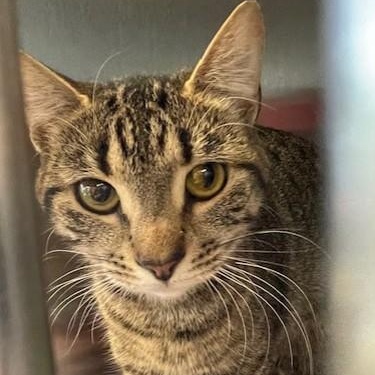 Enlarge Mask, a ADOPTABLE Domestic Short Hair in Attleboro, MA image 1/2