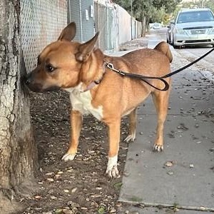 PROFESSOR JESSUP, a Adoptable mixed breed in Murrieta, CA image 3/5