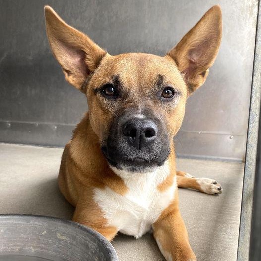 PROFESSOR JESSUP, a Adoptable mixed breed in Murrieta, CA image 1/5