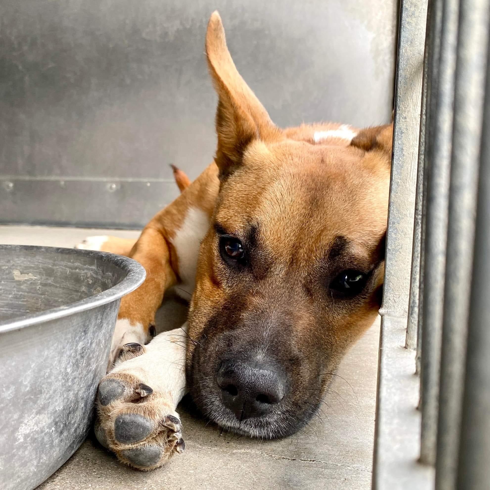 PROFESSOR JESSUP, a Adoptable mixed breed in Murrieta, CA image 4/5