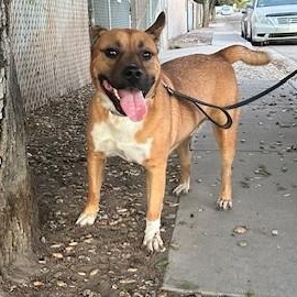 PROFESSOR JESSUP, a Adoptable mixed breed in Murrieta, CA image 2/5