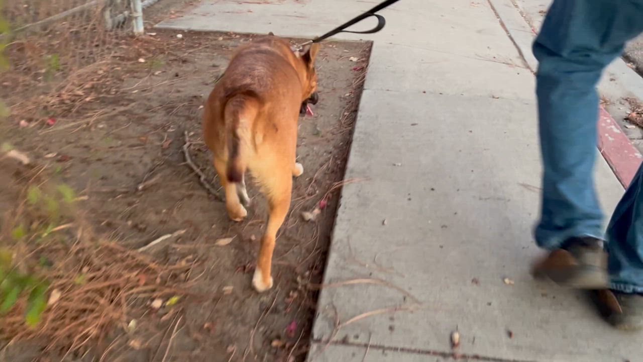Enlarge PROFESSOR JESSUP, a Adoptable mixed breed in Murrieta, CA video 5/5