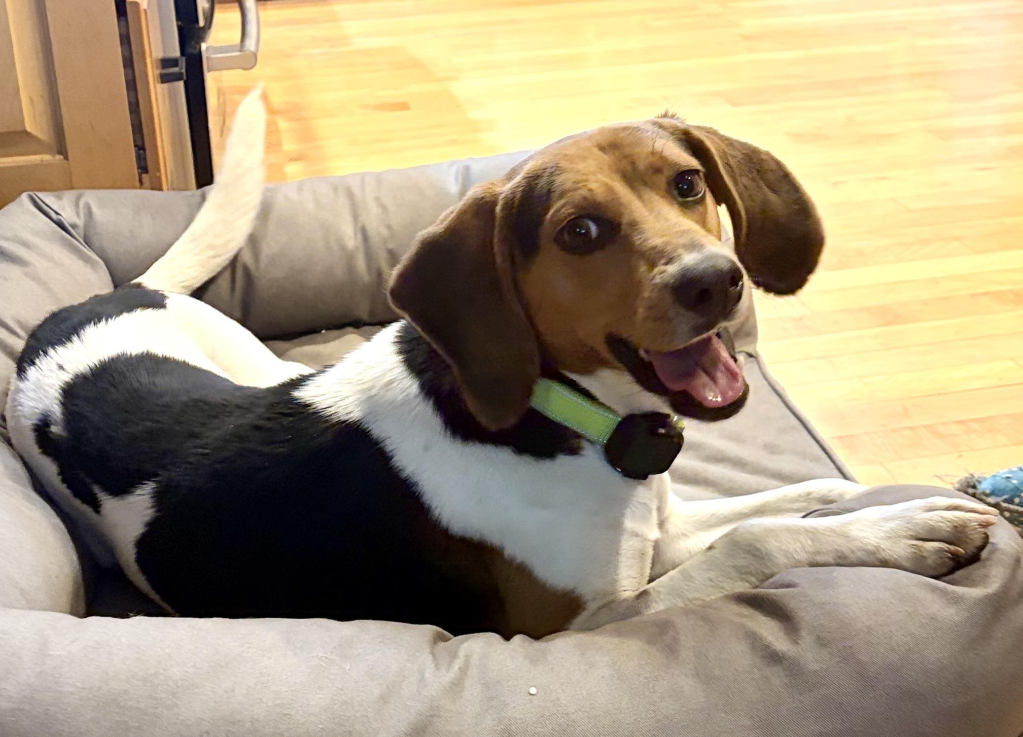 Jeep, ADOPTABLE, Young Male Beagle & Hound.