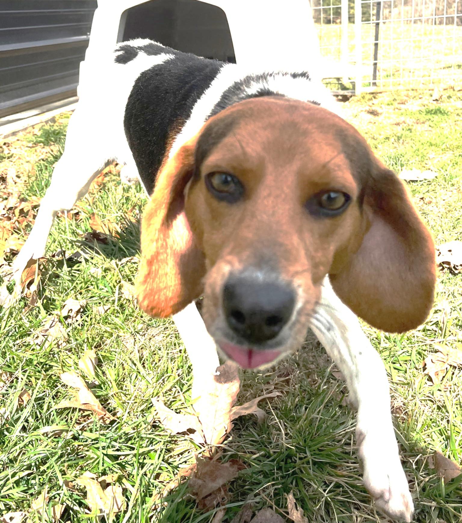 Jeep, ADOPTABLE, Young Male Beagle & Hound.