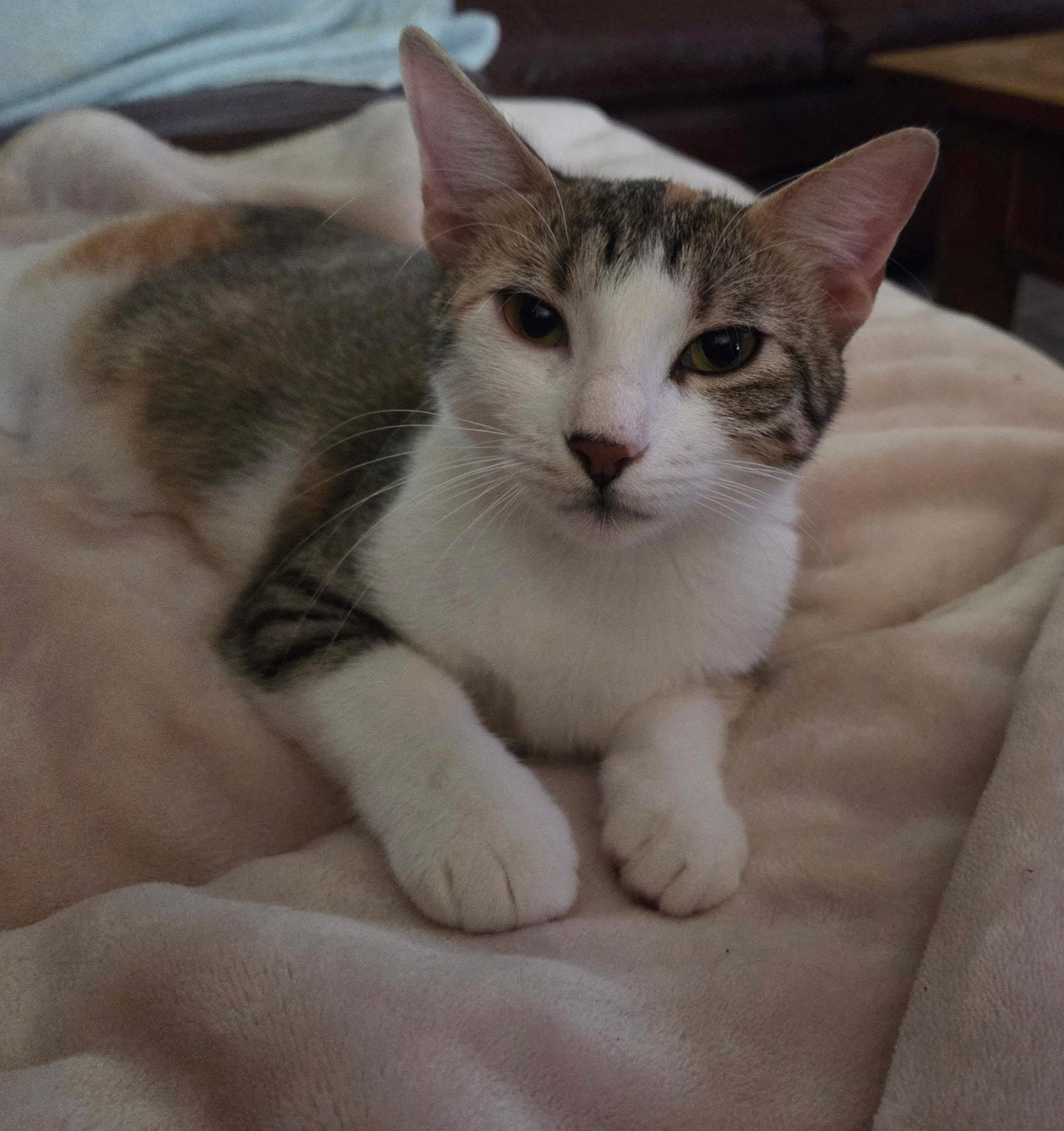 Enlarge Kibitz, a Adoptable American Shorthair in Round Rock, TX image 3/4