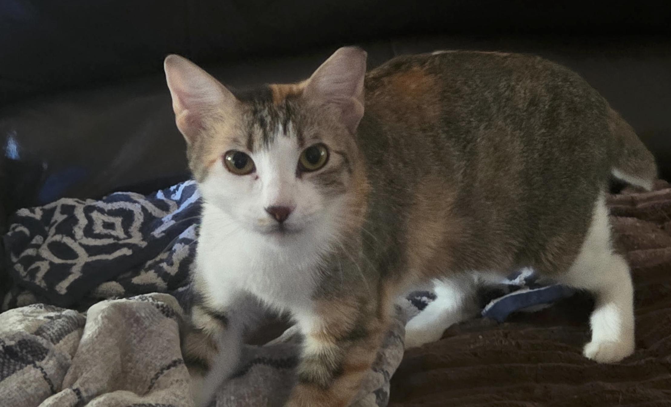 Kibitz, Adoptable, Young Female American Shorthair.