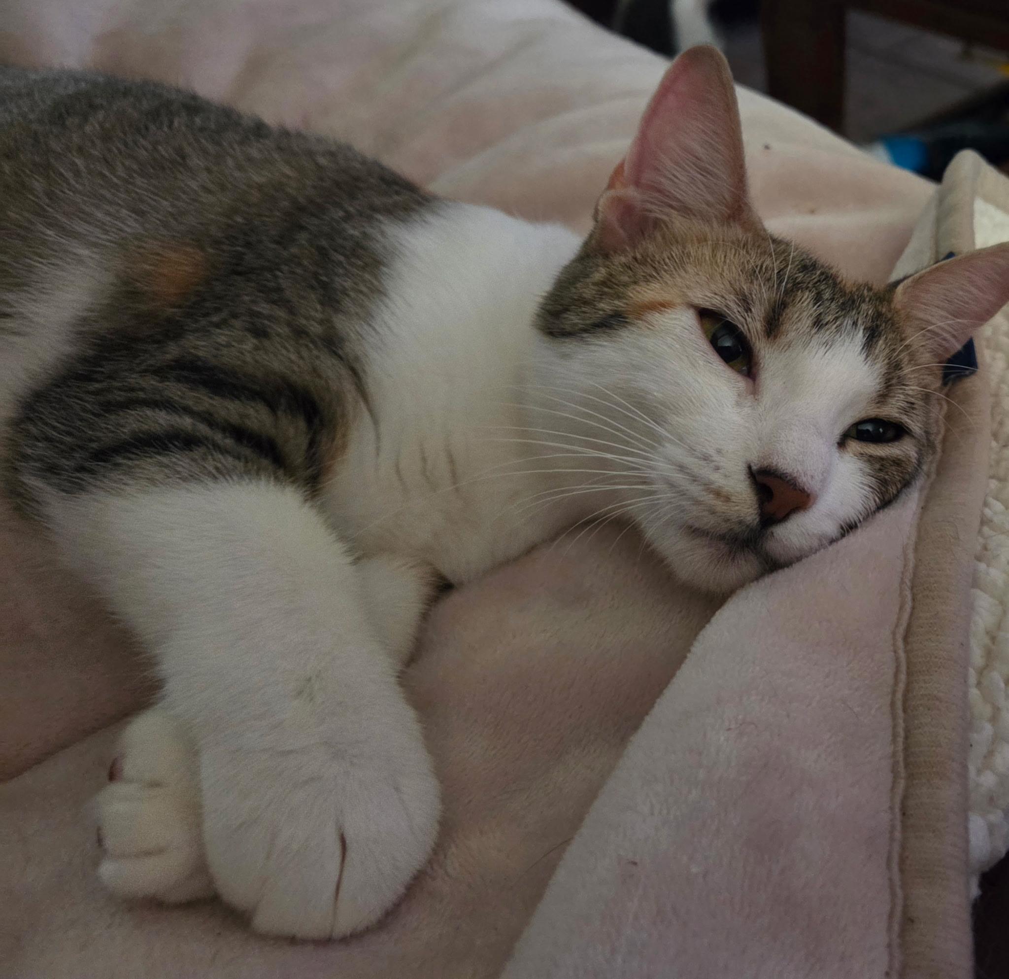 Enlarge Kibitz, a Adoptable American Shorthair in Round Rock, TX image 2/4