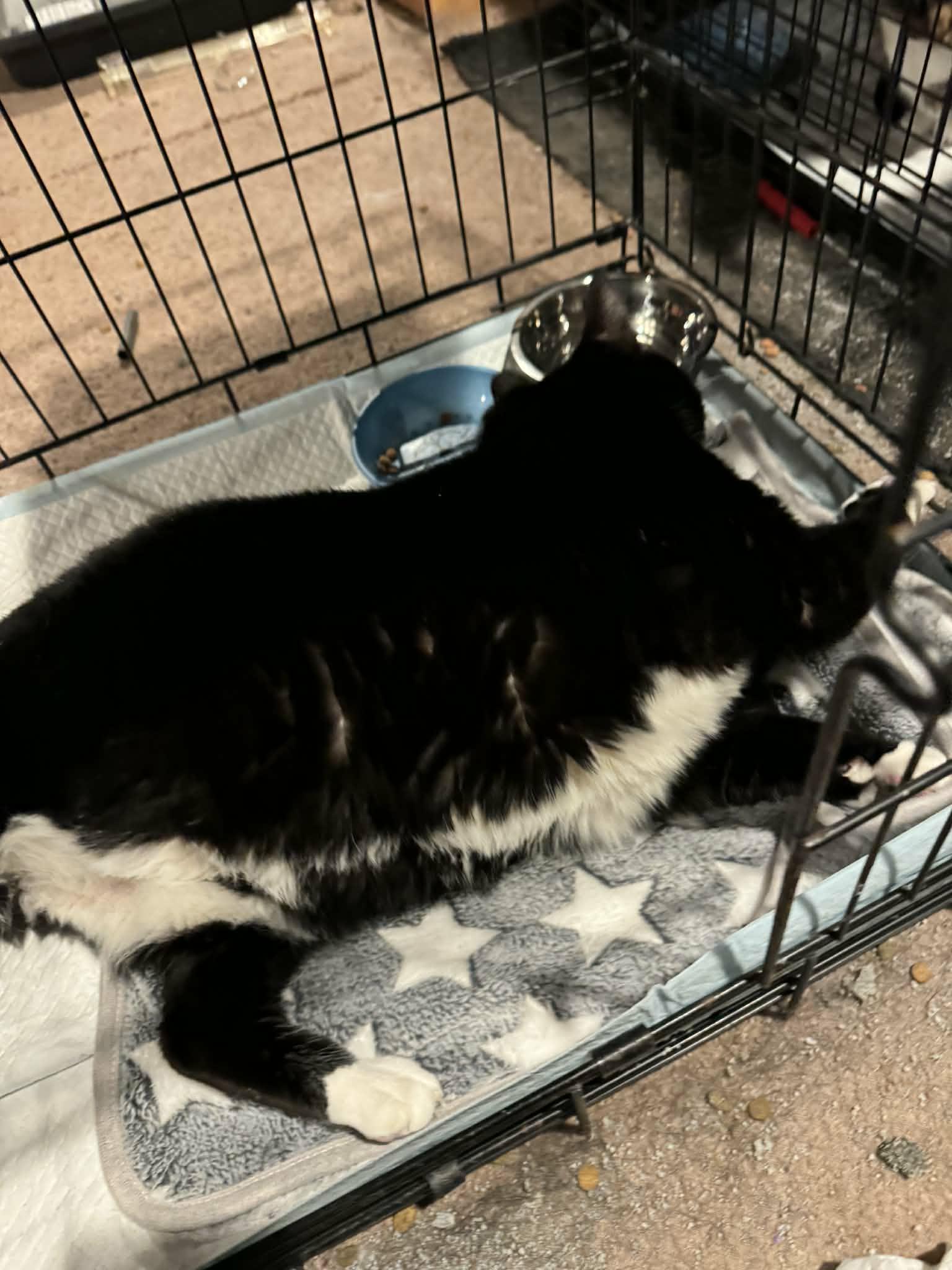Enlarge Winnie, a ADOPTABLE mixed breed in Paramus, NJ image 3/4
