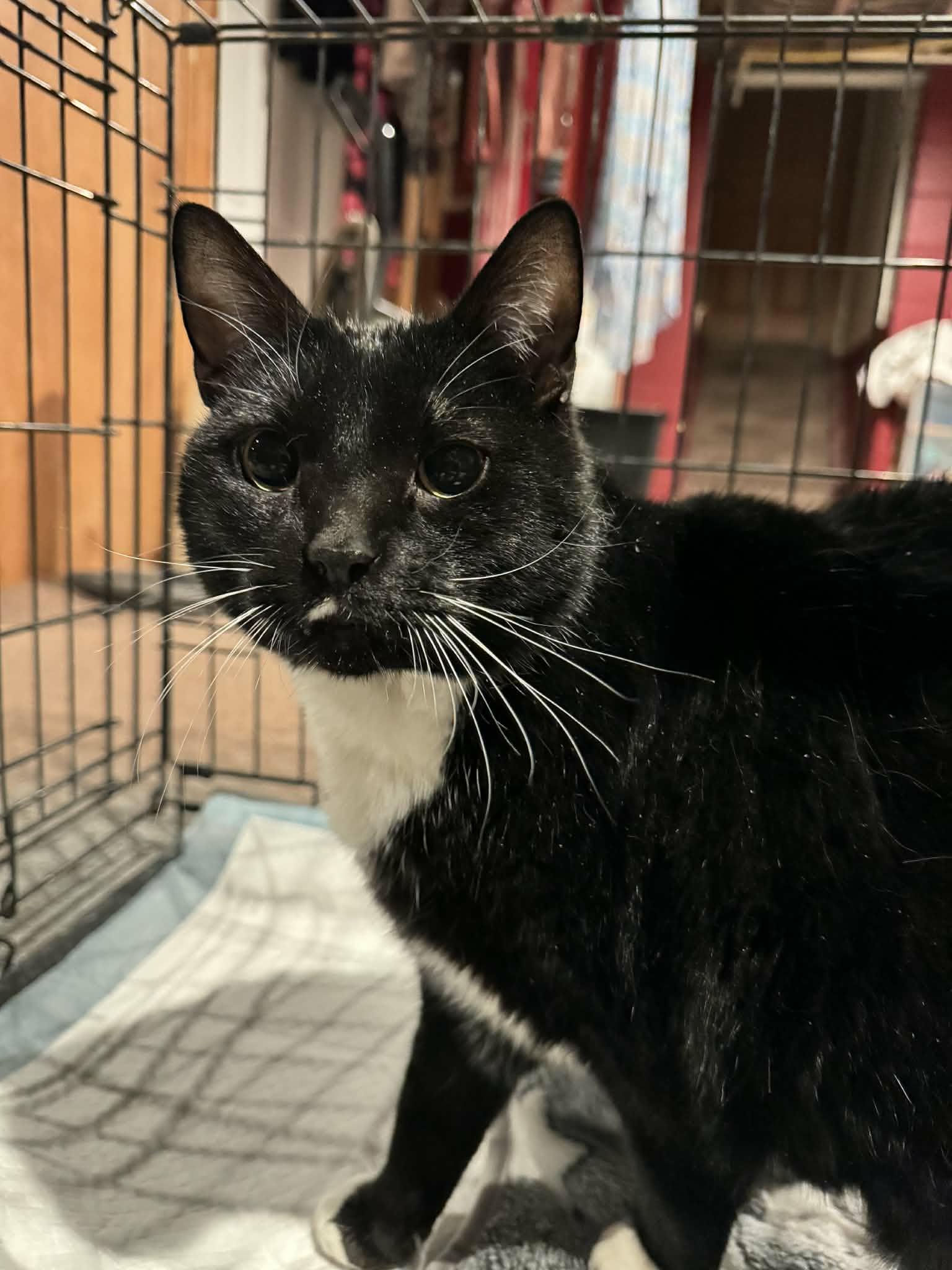 Winnie, ADOPTABLE, Young Female Domestic Medium Hair.