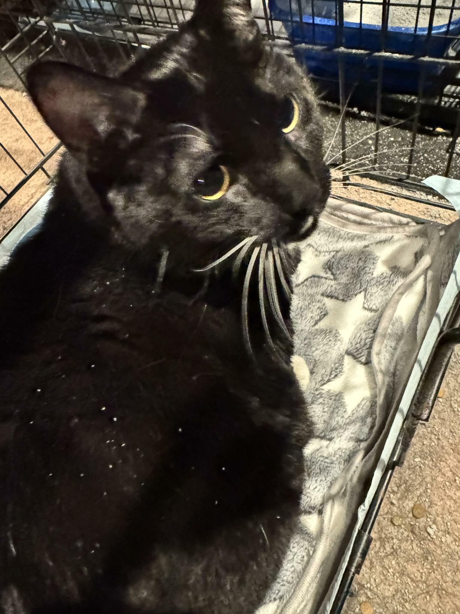 Enlarge Winnie, a ADOPTABLE mixed breed in Paramus, NJ image 2/4