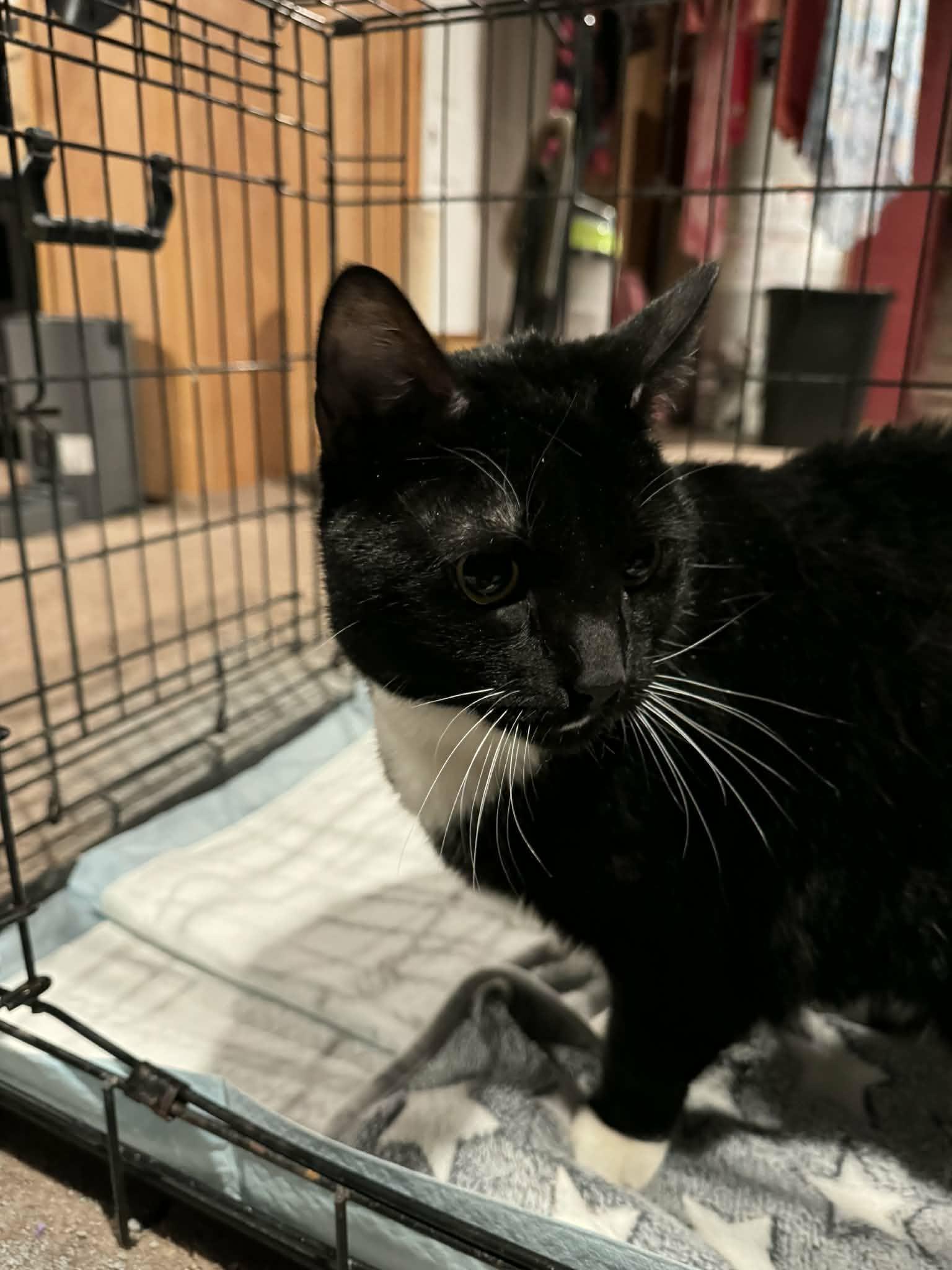 Enlarge Winnie, a ADOPTABLE mixed breed in Paramus, NJ image 4/4