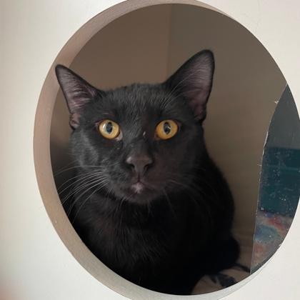 Elwood Blues, Adoptable, Adult Male Domestic Short Hair & Domestic Short Hair.