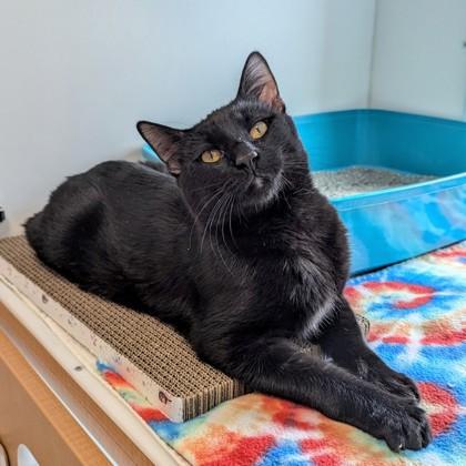 Enlarge Elwood Blues, a Adoptable mixed breed in Wheaton, IL image 2/3