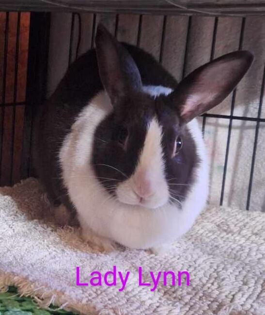Enlarge Lady Lynn, a Adoptable Dutch in Dallas, PA image 1/6