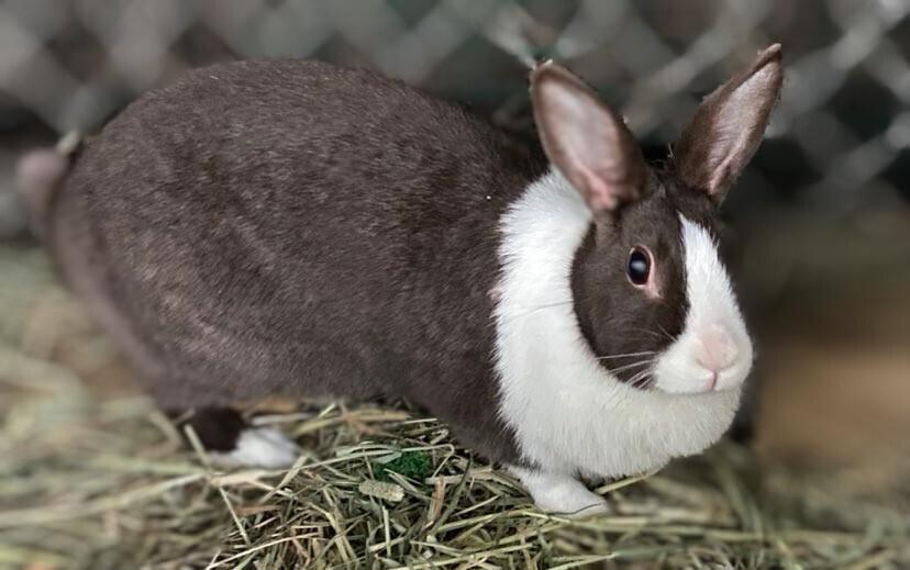 Enlarge Lady Lynn, a Adoptable Dutch in Dallas, PA image 2/6