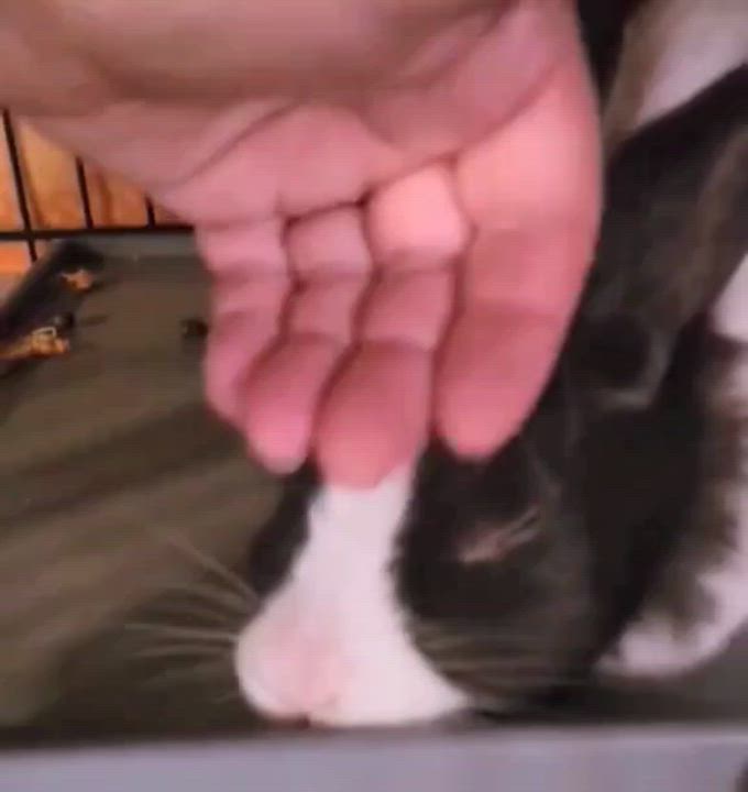 Enlarge Lady Lynn, a Adoptable Dutch in Dallas, PA video 6/6