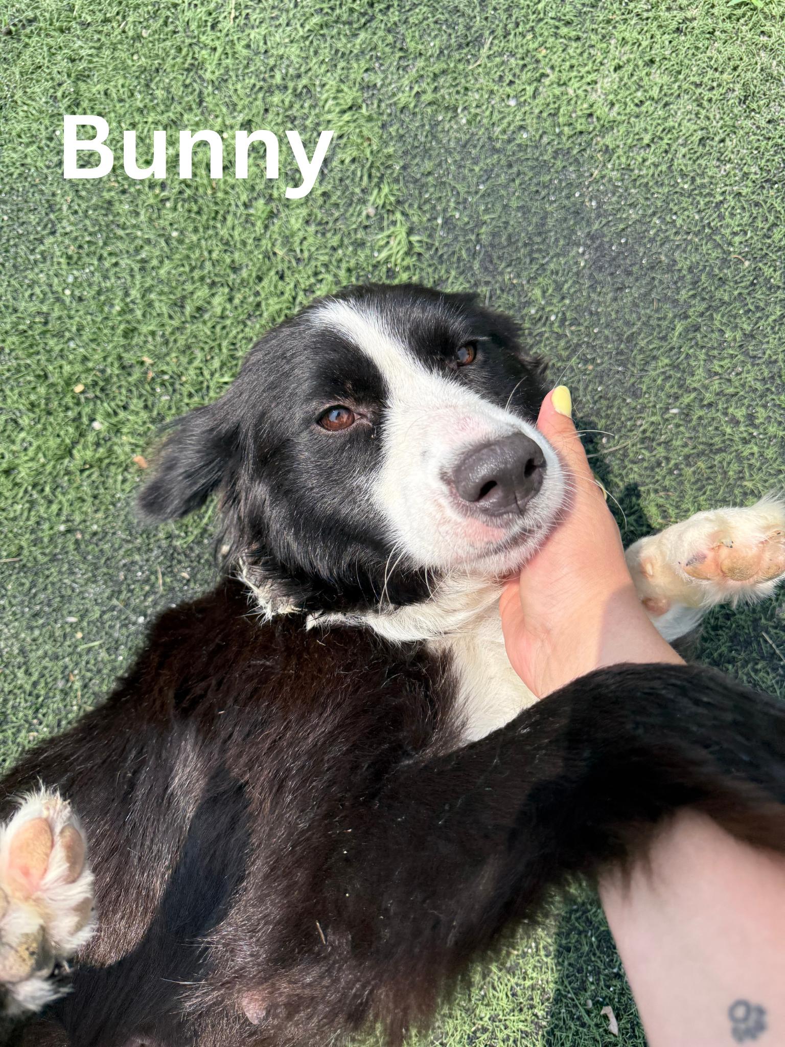Bunny, Young Female Border Collie