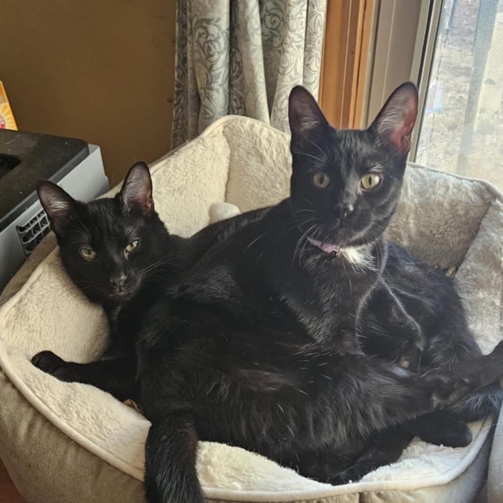 Tsubaki, a Adoptable Domestic Short Hair in Greenwood, MO image 2/5