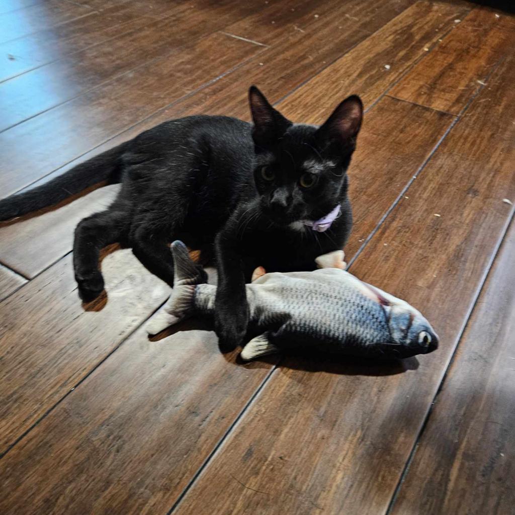 Tsubaki, a Adoptable Domestic Short Hair in Greenwood, MO image 3/5