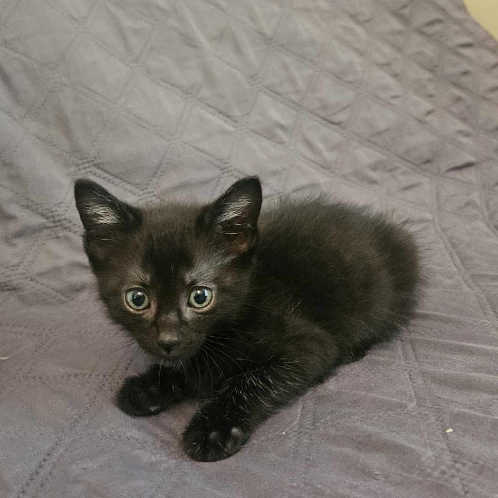 Tsubaki, a Adoptable Domestic Short Hair in Greenwood, MO image 3/5