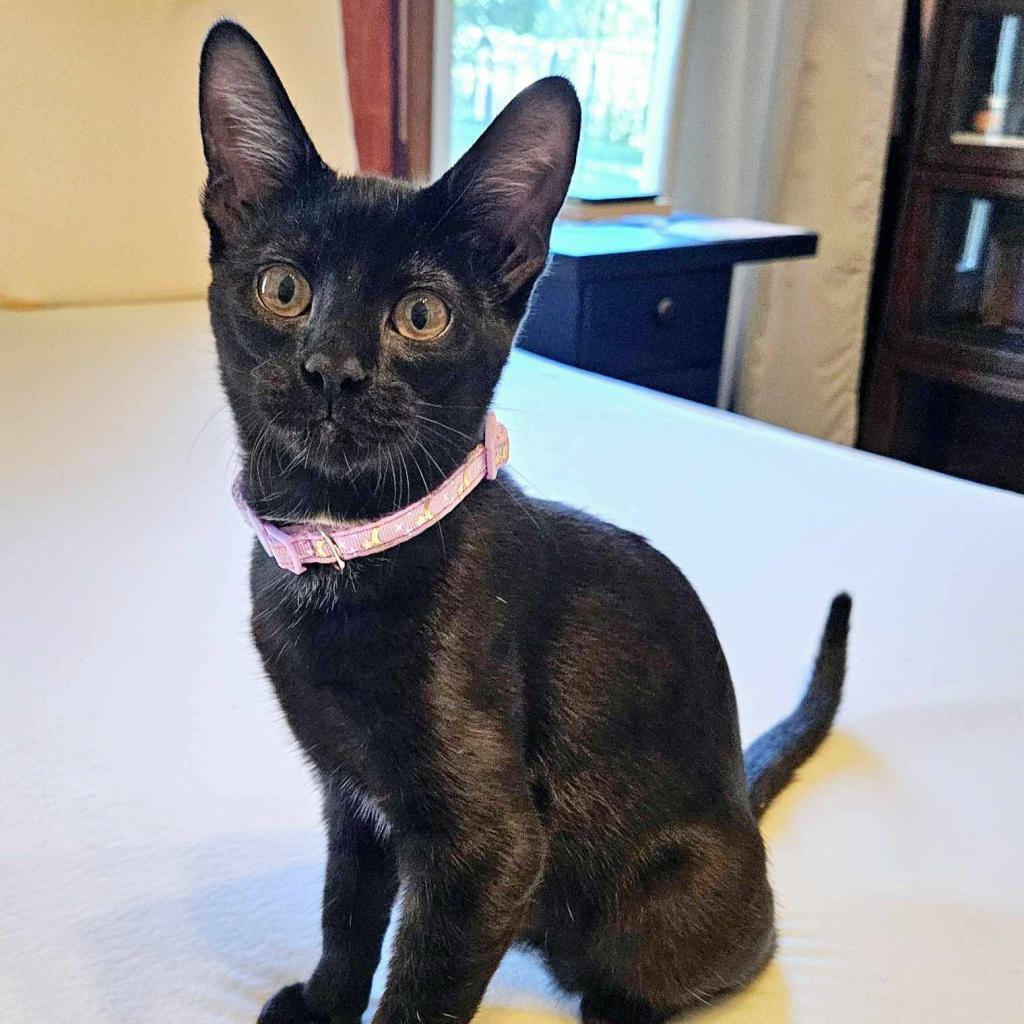 Tsubaki, a Adoptable Domestic Short Hair in Greenwood, MO image 5/5