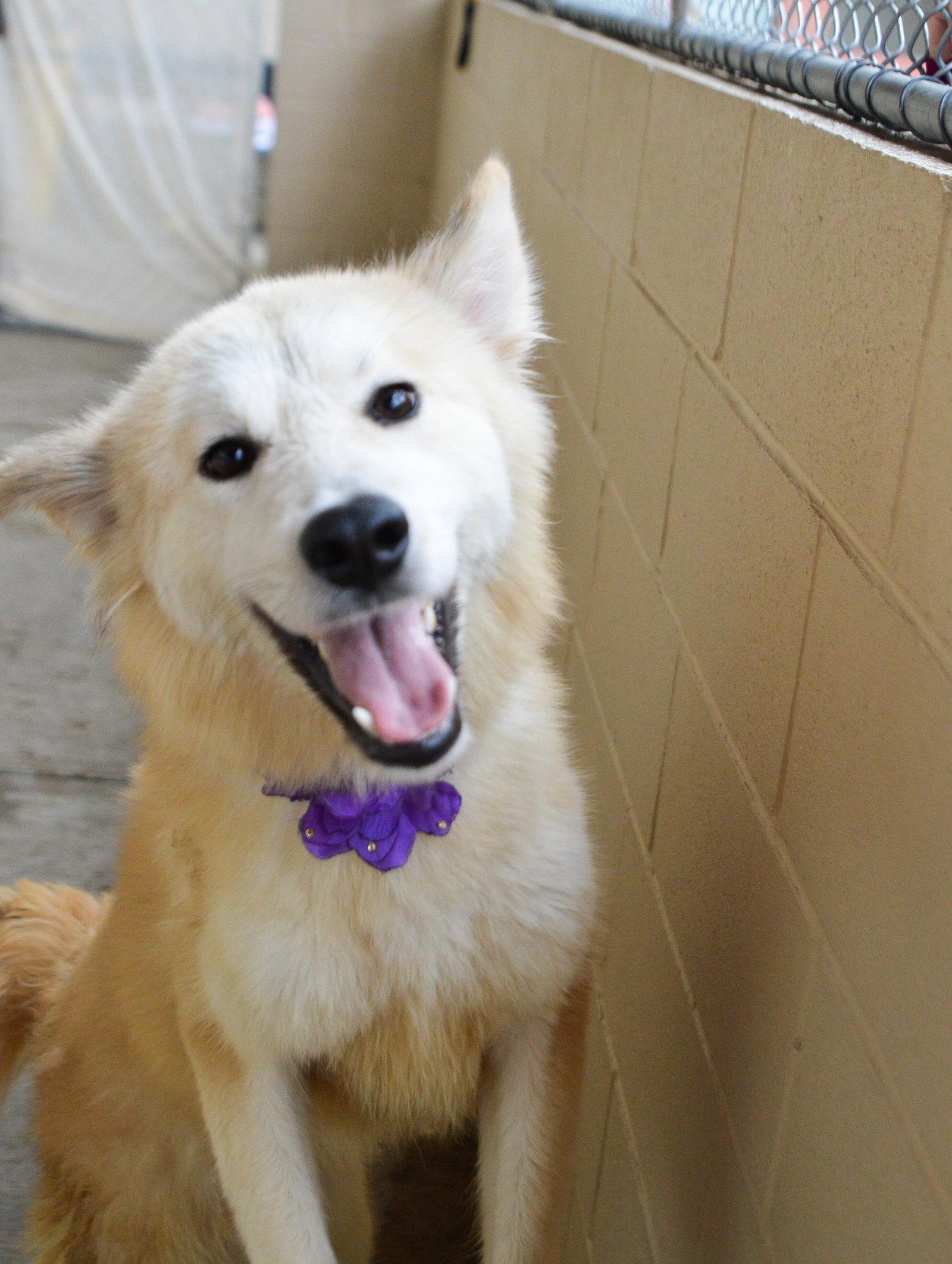 Whistle, Adoptable, Puppy Female Great Pyrenees & Golden Retriever.