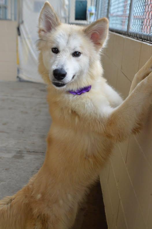 Whistle, a Adoptable mixed breed in McKinney, TX image 2/3