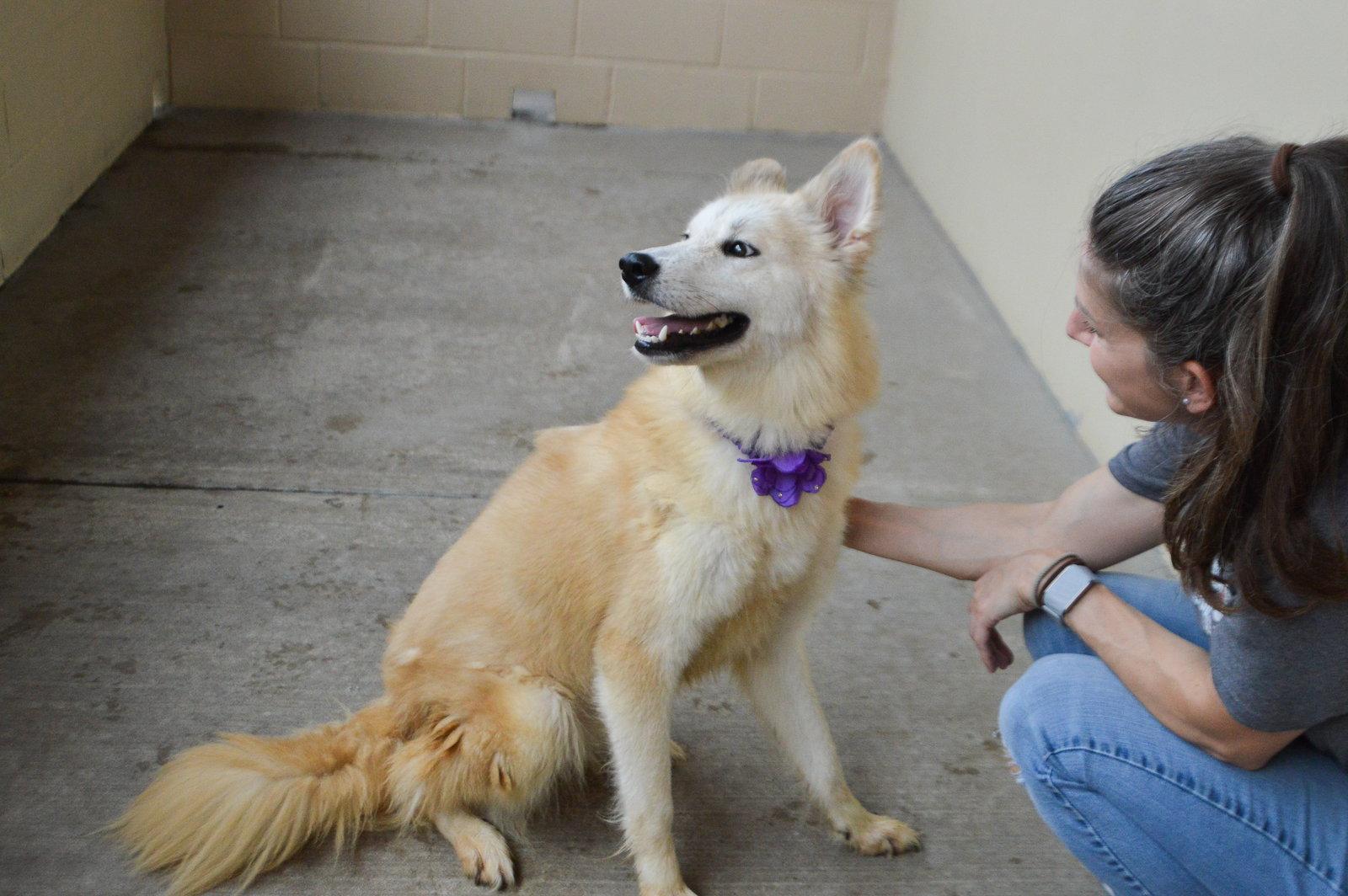 Whistle, a Adoptable mixed breed in McKinney, TX image 3/3