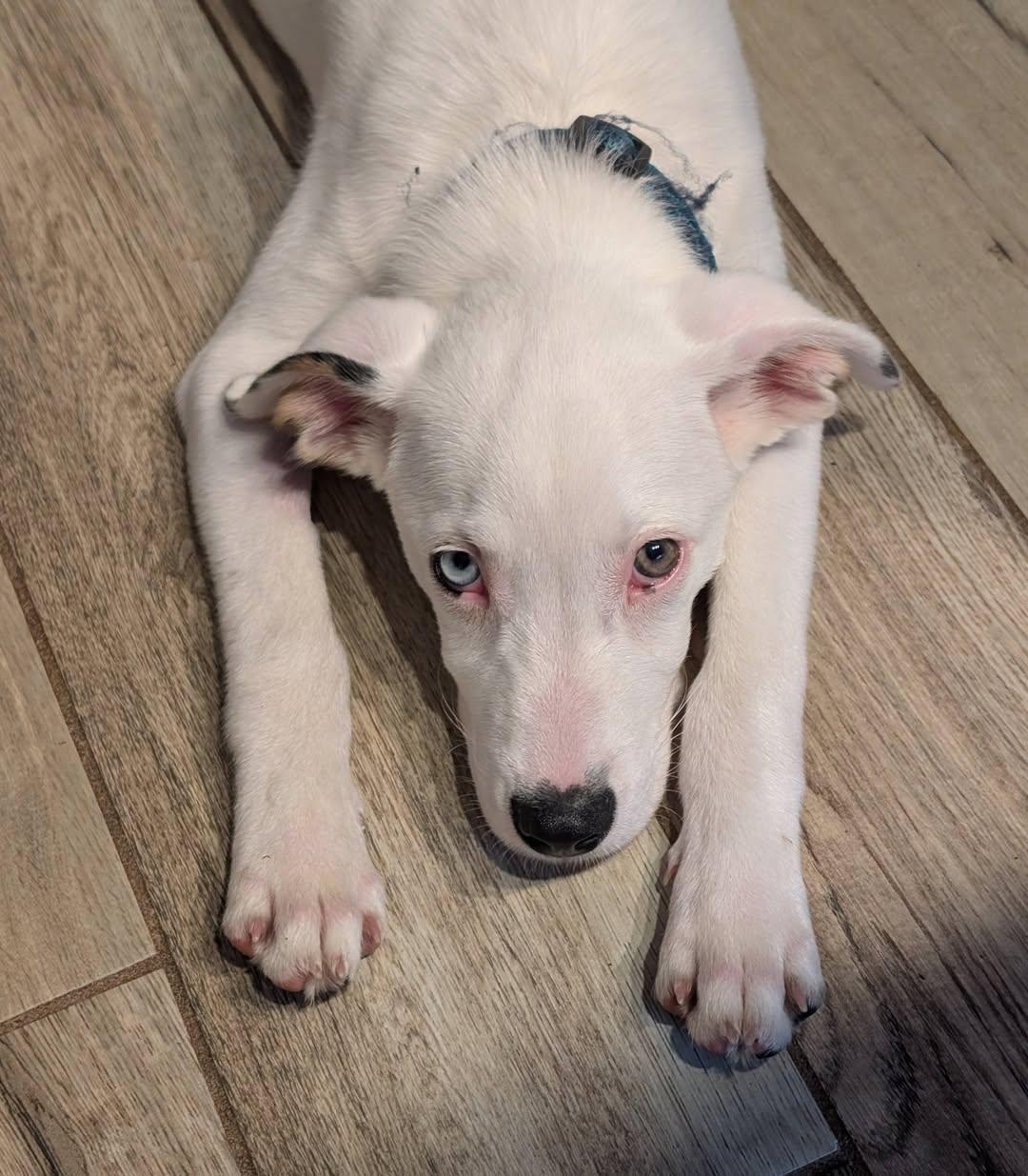 Enlarge Oliver, a Adoptable mixed breed in Mount Airy, NC image 5/6