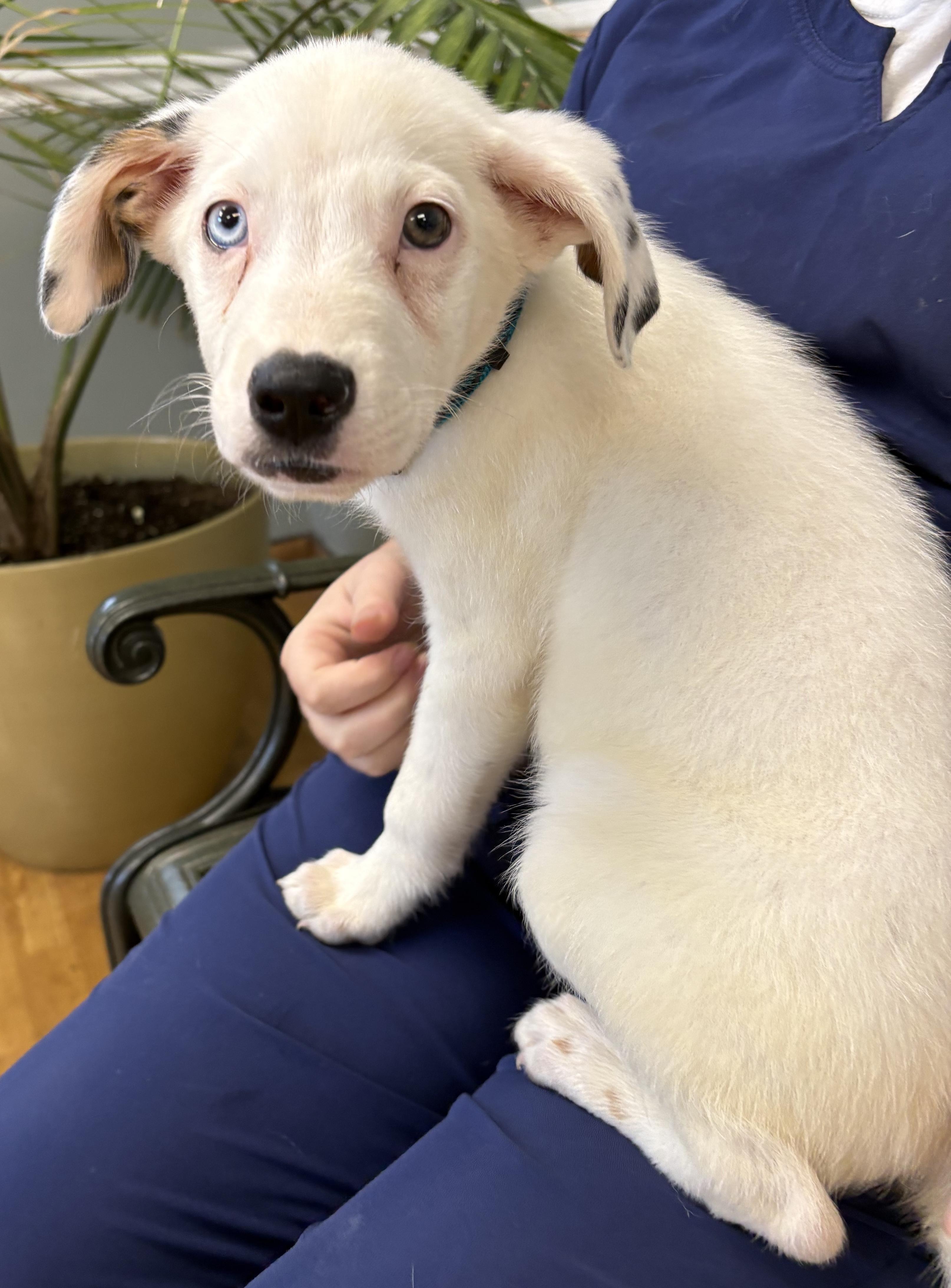Enlarge Oliver, a Adoptable mixed breed in Mount Airy, NC image 6/6