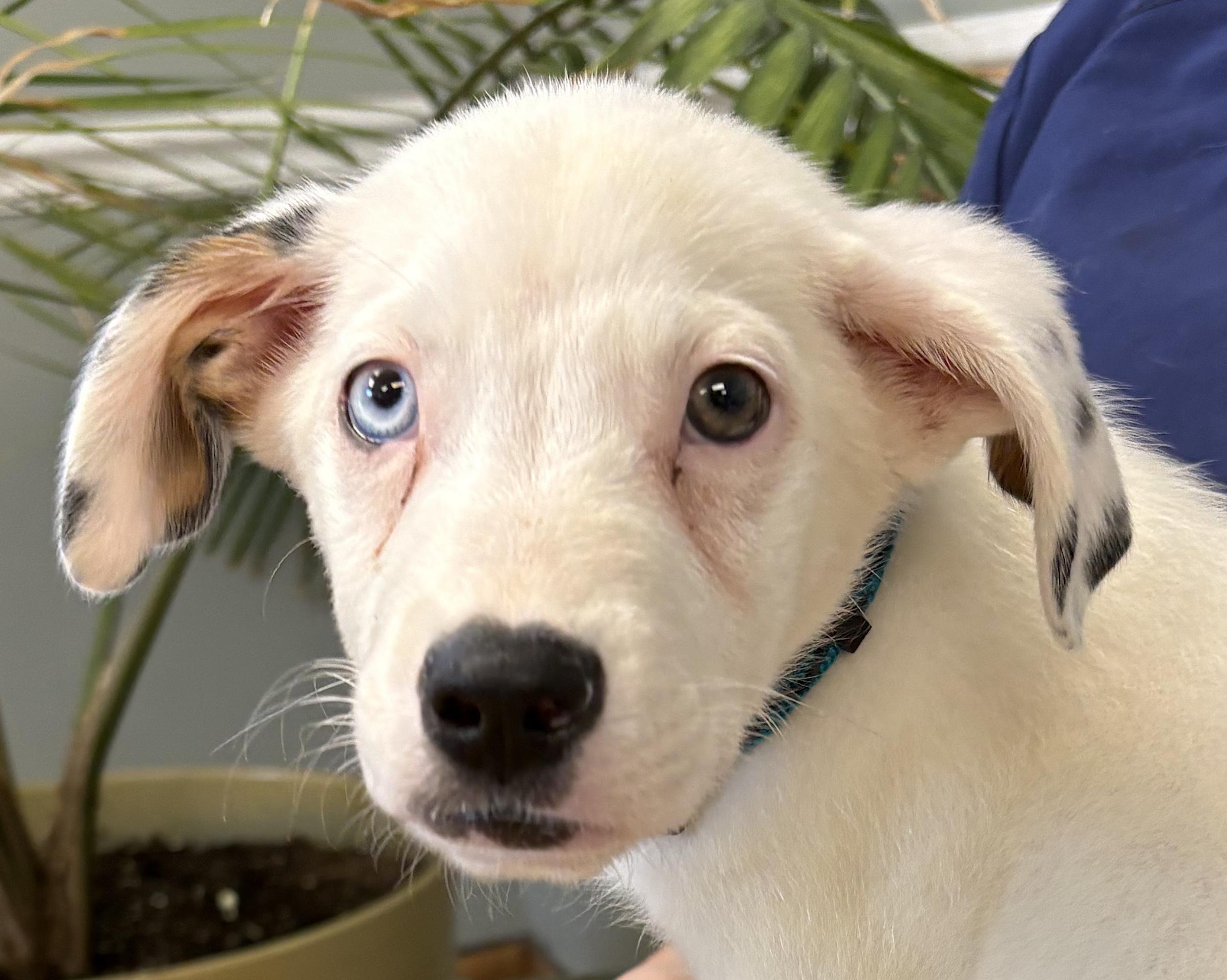 Enlarge Oliver, a Adoptable mixed breed in Mount Airy, NC image 2/6