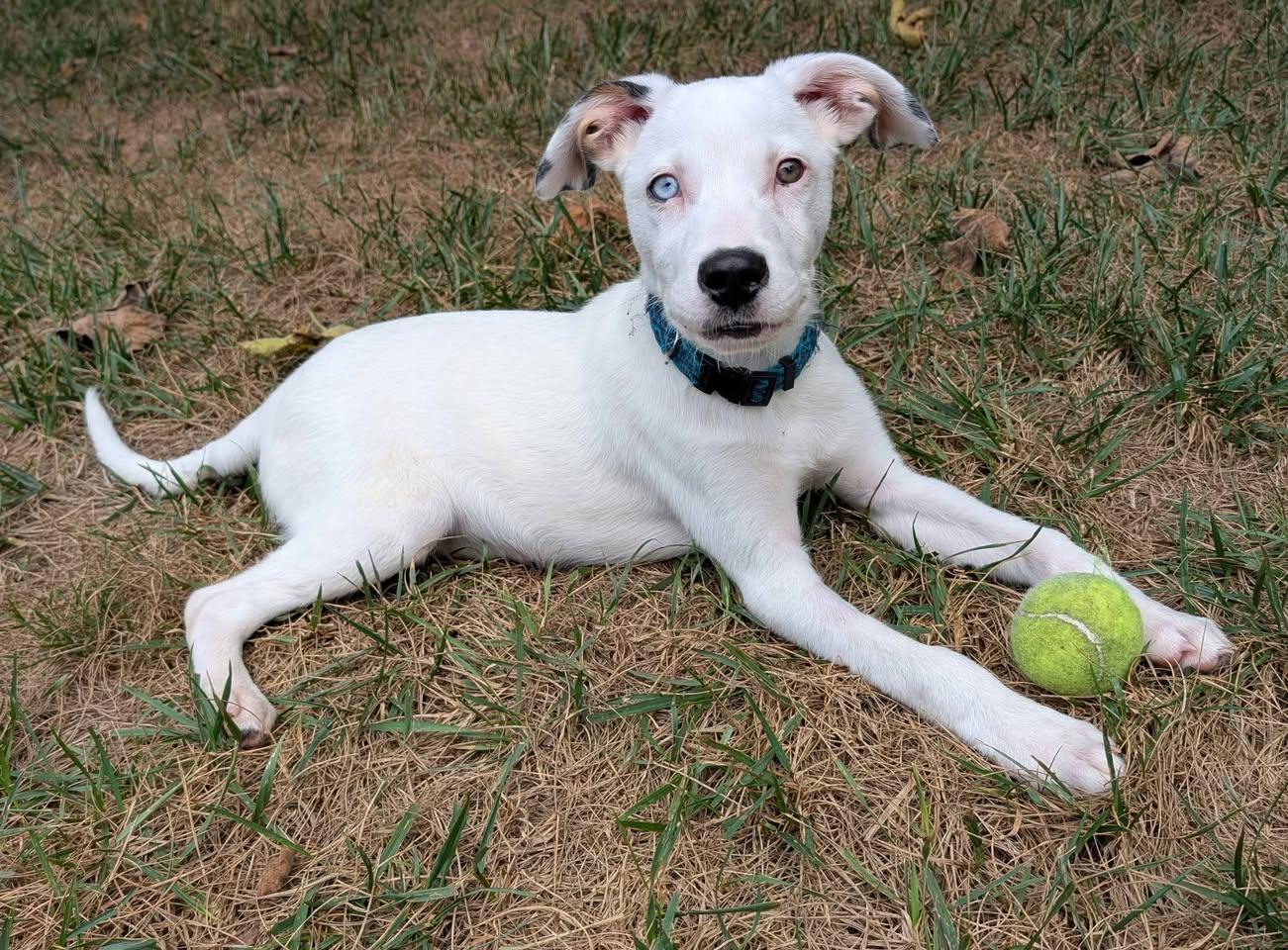 Oliver, Adoptable, Puppy Male Australian Shepherd & Labrador Retriever.