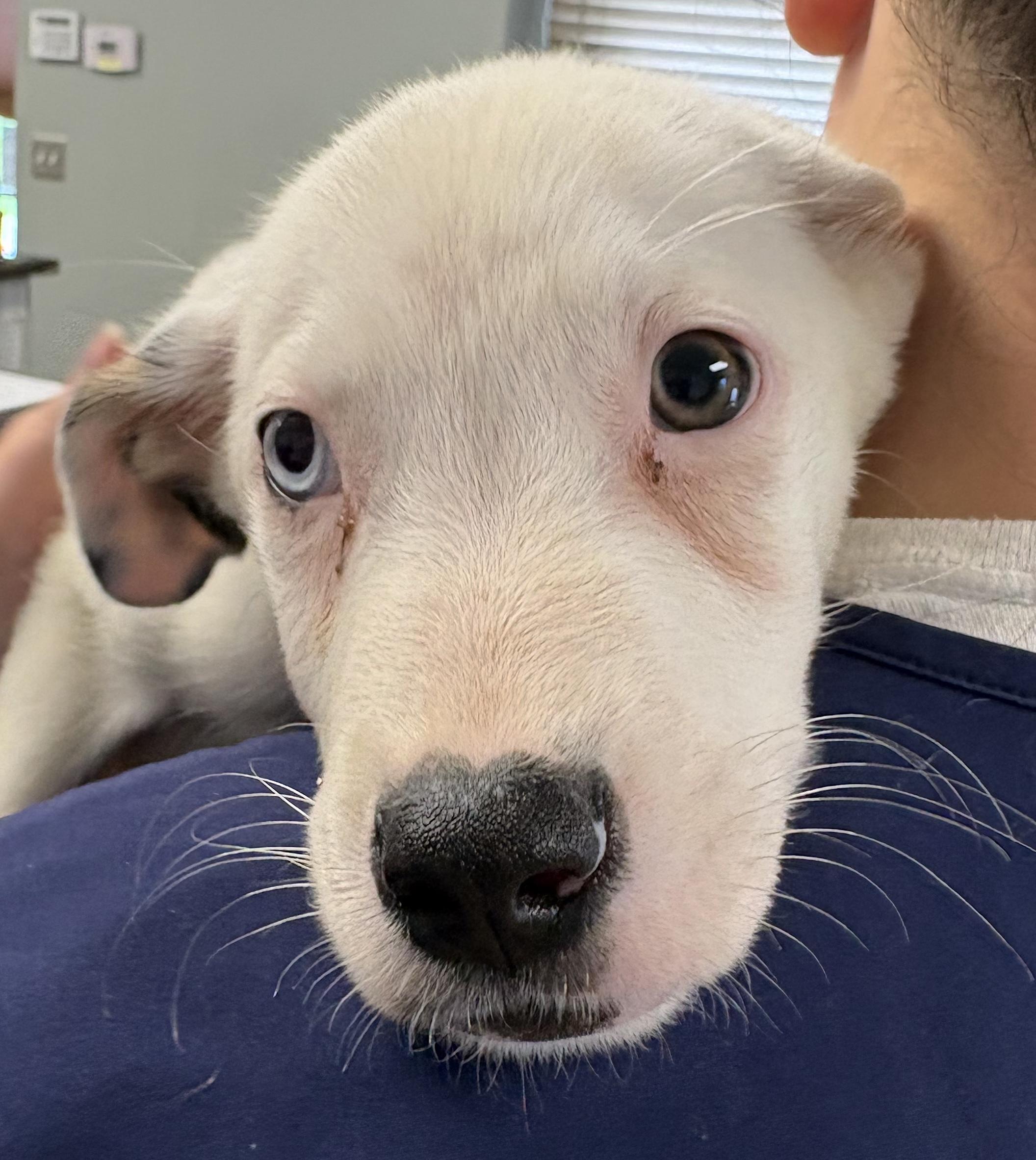 Enlarge Oliver, a Adoptable mixed breed in Mount Airy, NC image 4/6