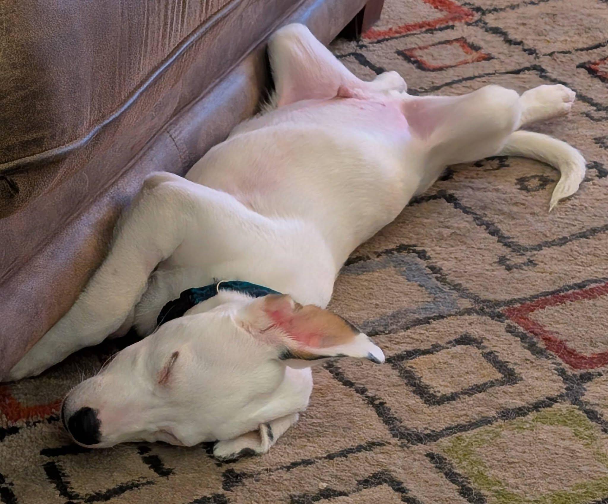 Enlarge Oliver, a Adoptable mixed breed in Mount Airy, NC image 3/6