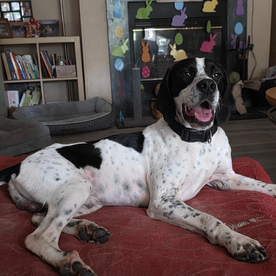 Tux, ADOPTABLE, Young Male Hound.