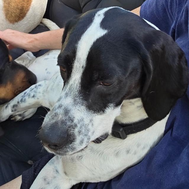 Enlarge Tux, a ADOPTABLE mixed breed in Port Saint Lucie, FL image 2/6
